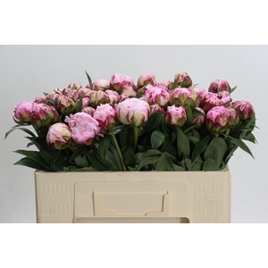 Paeonia Sarah Bernhardt