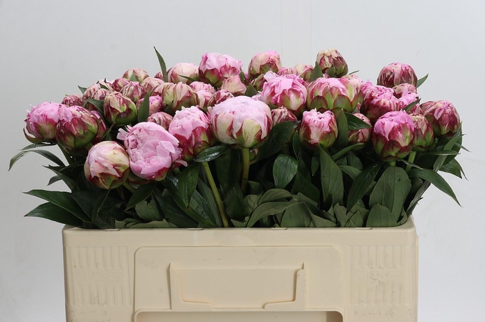 <h4>Paeonia Sarah Bernhardt</h4>