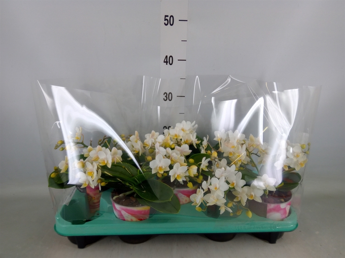 <h4>Phalaenopsis multi. 'Ant Nazare'</h4>