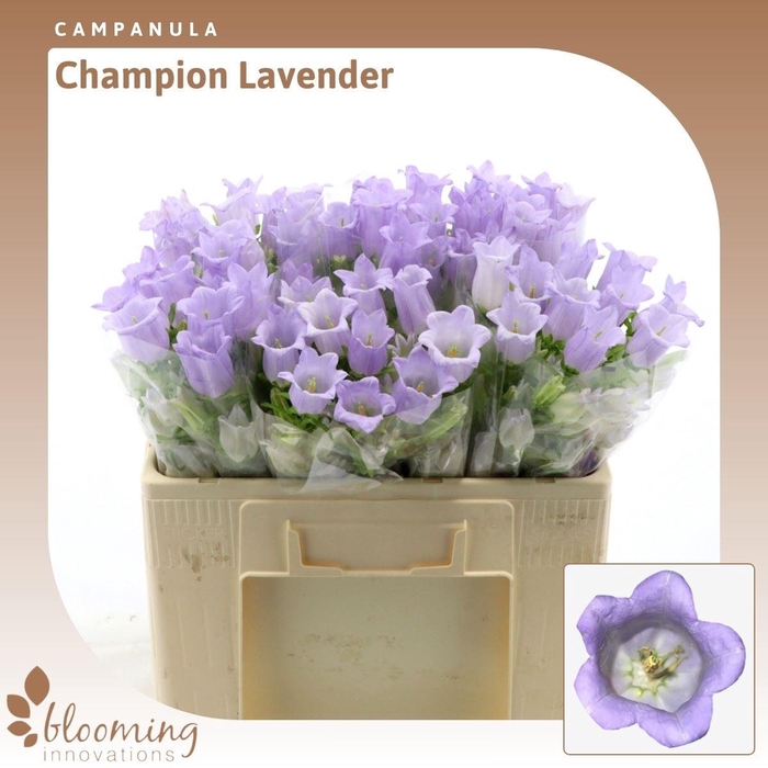 <h4>Campanula Champion Lavender</h4>