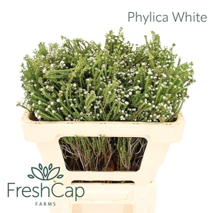 Phylica White