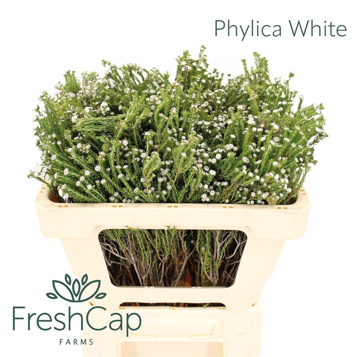 <h4>Phylica White</h4>
