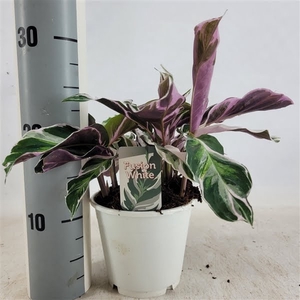 Calathea Fusion white (korte plant)