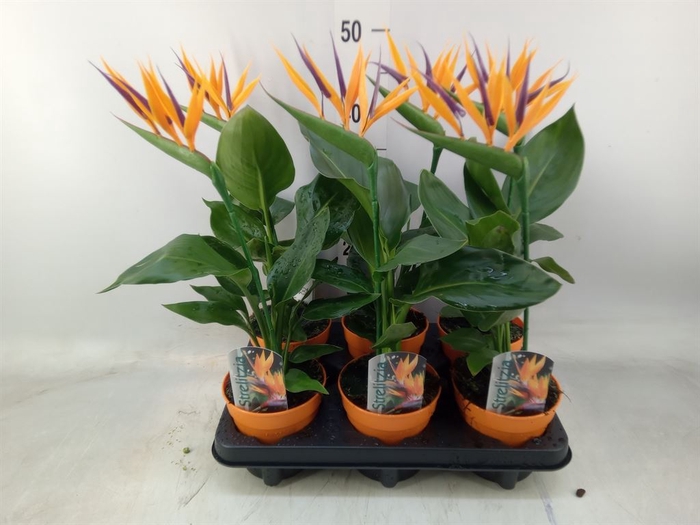 <h4>Arr.  Strelitzia L%</h4>
