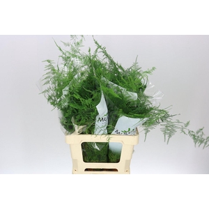 Asparagus Extra Veren