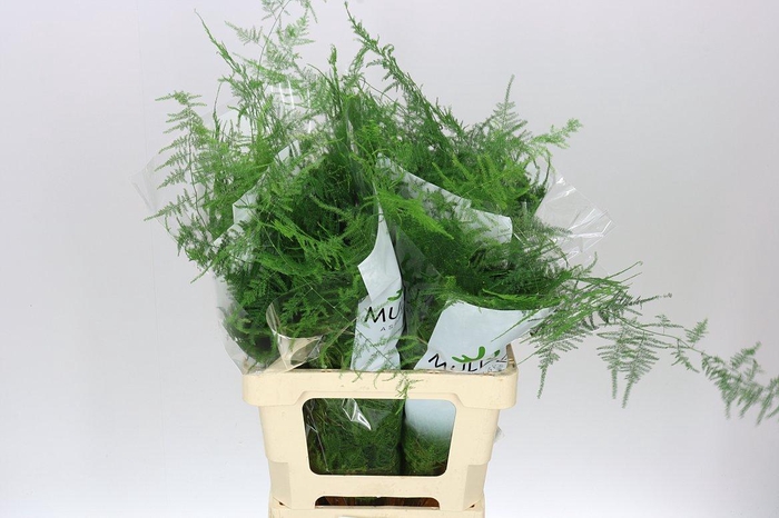 <h4>Asparagus Extra Veren</h4>