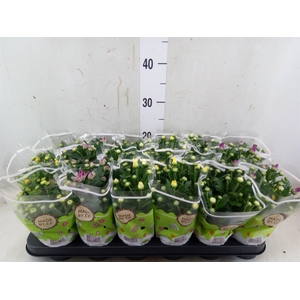 Chrysanthemum   ..mix 5