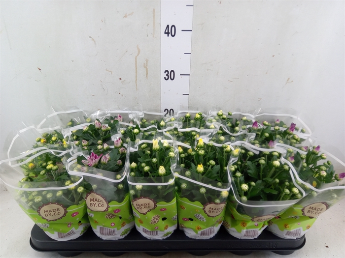 <h4>Chrysanthemum   ..mix 5</h4>