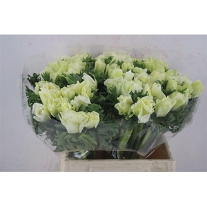 Anem Mistral Super White