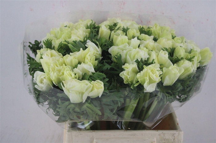 <h4>Anem Mistral Super White</h4>