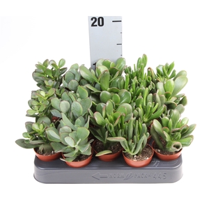 Crassula   ...mix