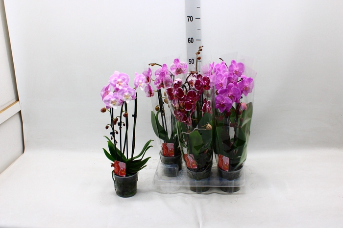 <h4>PHAL EL CASCADE</h4>