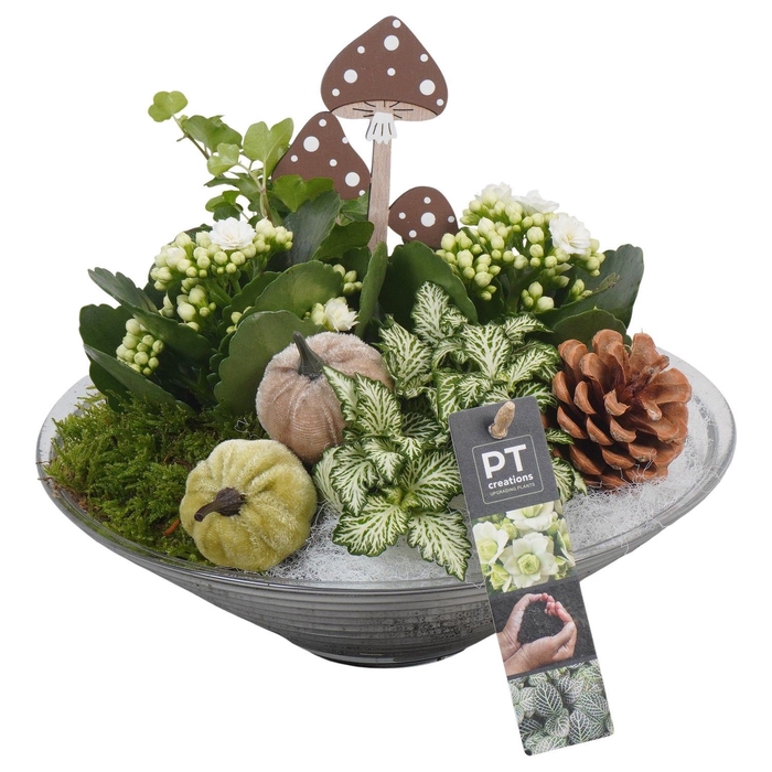 <h4>Arr.   Planten L%</h4>