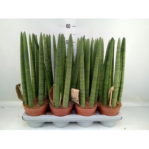 Sansevieria cyl.  ...