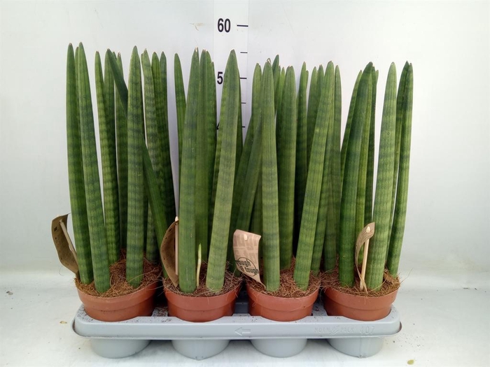 <h4>Sansevieria cyl.  ...</h4>