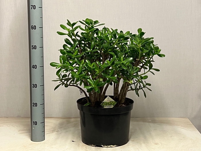 <h4>CRASS OVATA</h4>