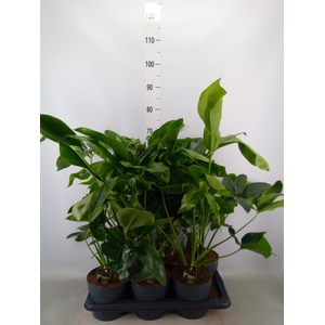 Philodendron  'Fun Bun'