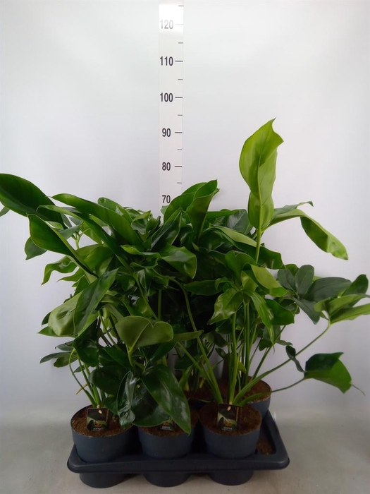 <h4>Philodendron 'Fun Bun'</h4>