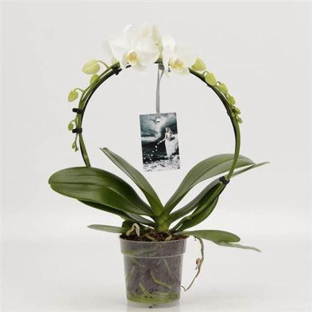 <h4>Phal Boog Wit 2 Tak Goddess</h4>