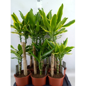 Dracaena frag.   ...mix 3