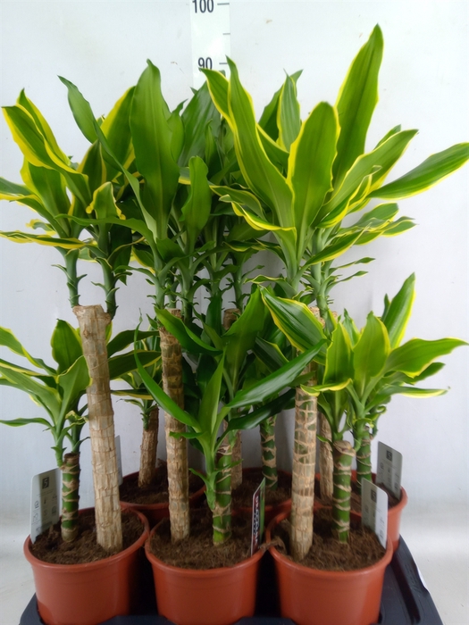 <h4>Dracaena frag.   ...mix 3</h4>