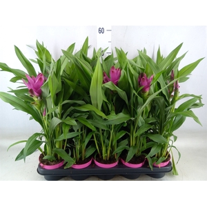Curcuma alism. 'Siam Sublime'