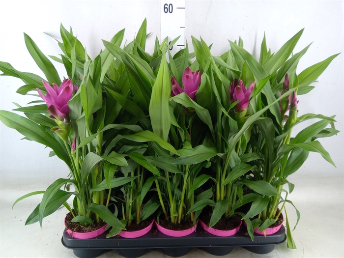 <h4>Curcuma alism. 'Siam Sublime'</h4>