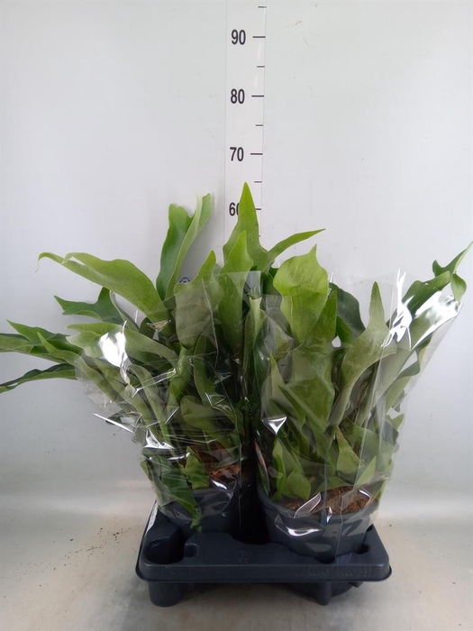 <h4>Platycerium bifurc.</h4>