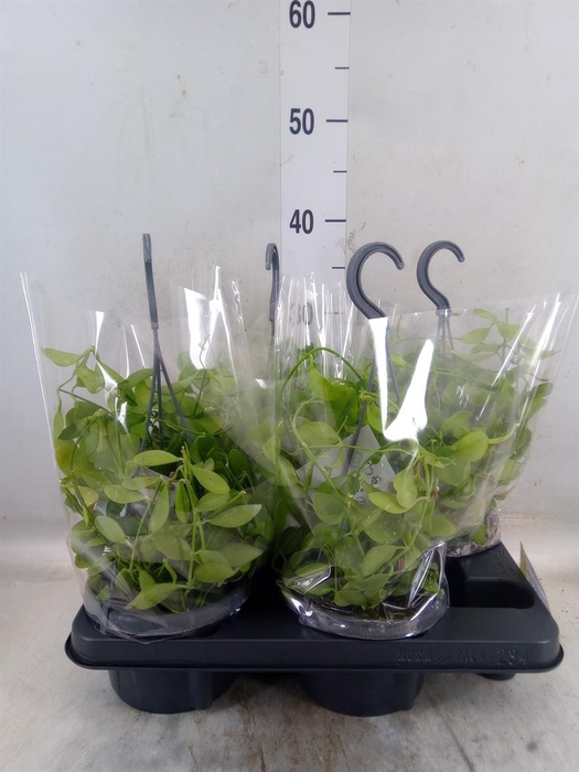 <h4>Dischidia oinantha</h4>