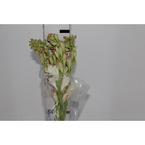 ANGELICA 080 CM