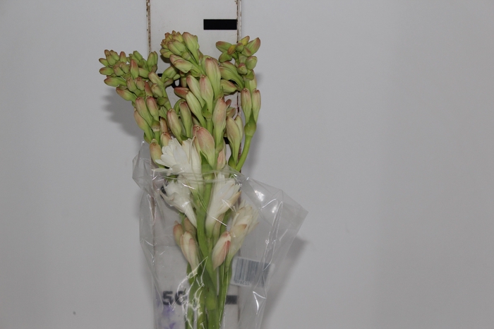 ANGELICA 080 CM