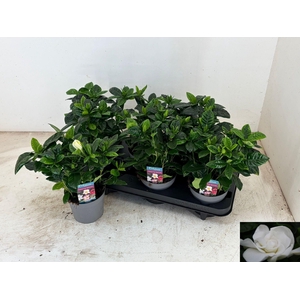 GARDENIA JASMINOIDES