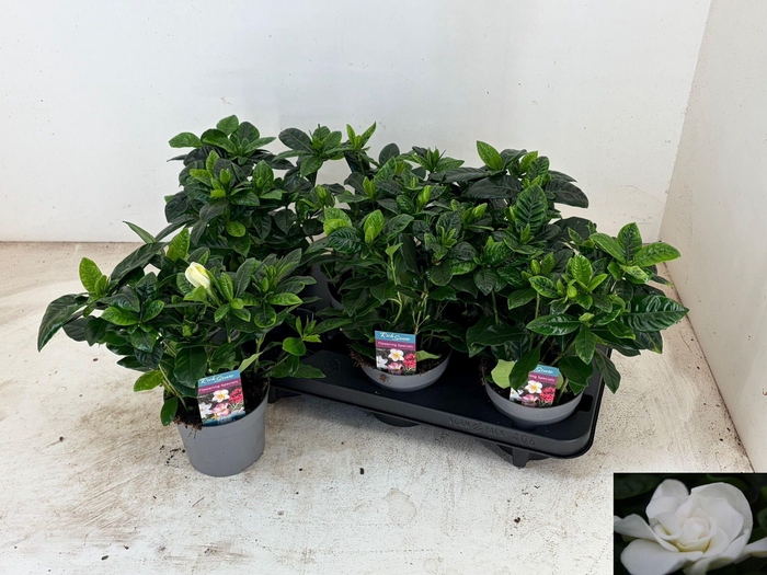 <h4>GARDENIA JASMINOIDES</h4>