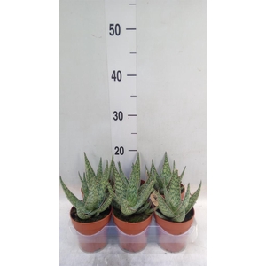 Aloe   ...