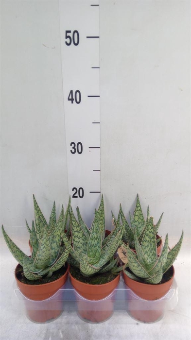 <h4>Aloe   ...</h4>