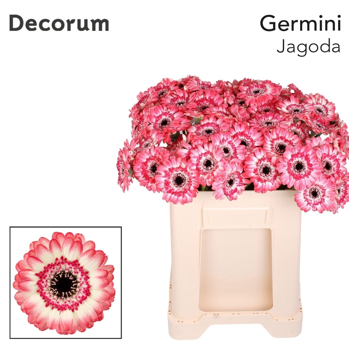 <h4>GE MI JAGODA</h4>
