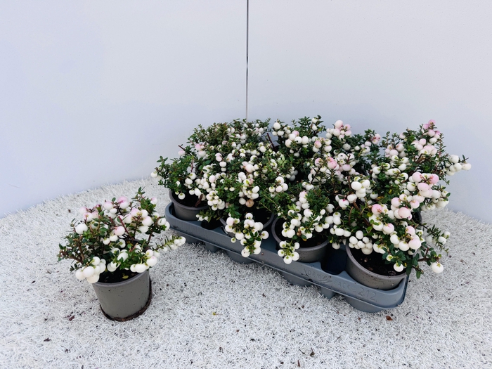 <h4>GAULTH MUCRONATA</h4>