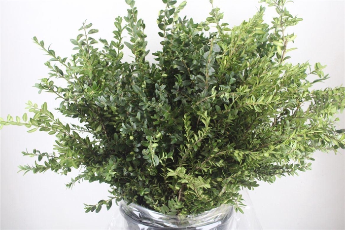 <h4>Buxus semp. .../bos</h4>
