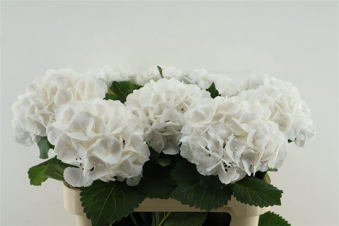 <h4>Hydr M Royal Princes 80-20</h4>
