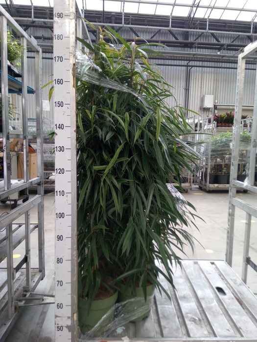 <h4>Ficus binn. 'Alii'</h4>