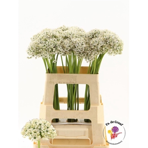 Allium Nigrum