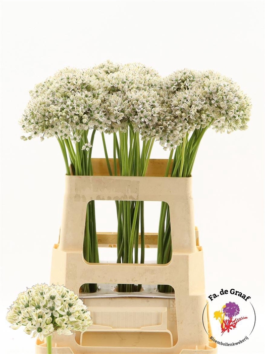<h4>Allium Nigrum</h4>