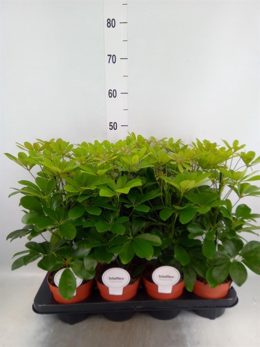 <h4>Schefflera arbor. 'Nora'</h4>