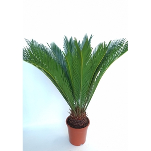 CYCAS REVOLUTA