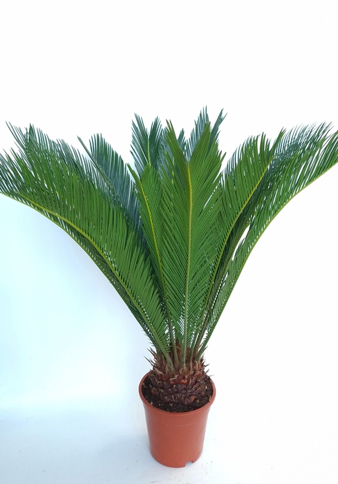 <h4>CYCAS REVOLUTA</h4>