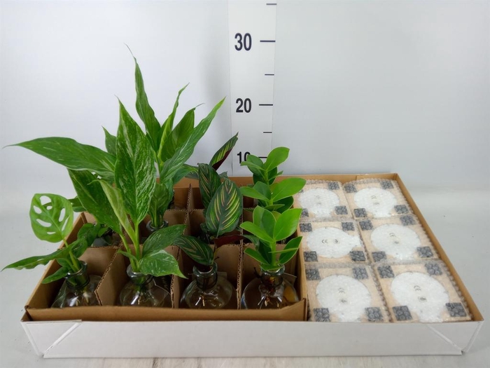 <h4>Planten  ..mix</h4>