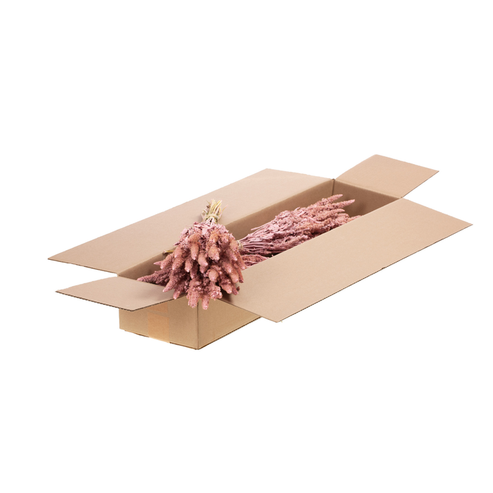 <h4>Amaranthus Sb Pink Misty</h4>