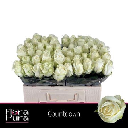 <h4>R Gr Countdown!</h4>