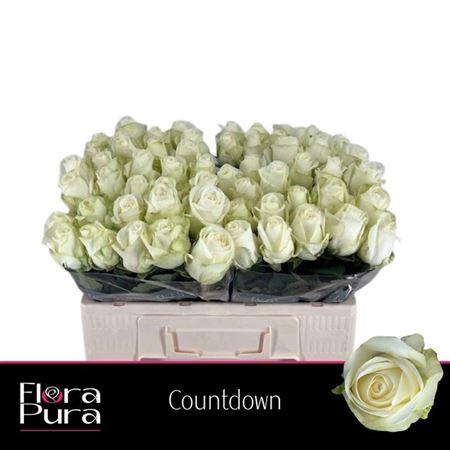 <h4>R Gr Countdown!</h4>