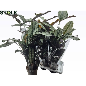 CTENANTHE COMPACTSTA